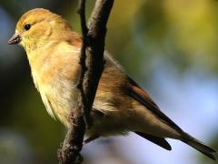 (American Goldfinch) juvenile