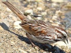 (Song Sparrow) beach