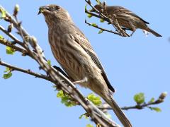 (House Finch) female eating bud