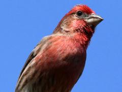 (House Finch) male perching