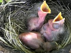 (American Robin) chicks begging