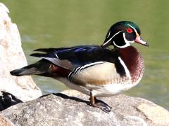 (Wood Duck) male