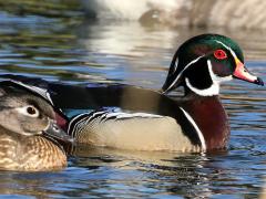 (Wood Duck) pair