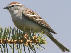 (Chipping Sparrow) perching