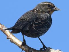 (Red-winged Blackbird) female