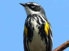 (Yellow-rumped Warbler) male perching