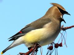 (Cedar Waxwing) yawning