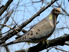 (Mourning Dove) perching