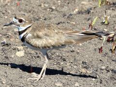 (Killdeer) standing