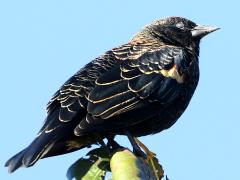 (Red-winged Blackbird) juvenile male