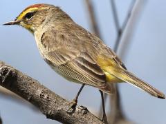 (Palm Warbler) perching