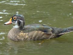 (Wood Duck) male eclipse