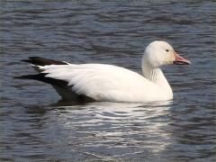 (Snow Goose) swimming