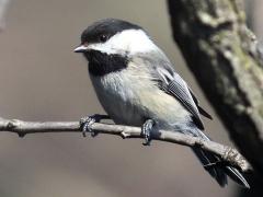 (Black-capped Chickadee) perching