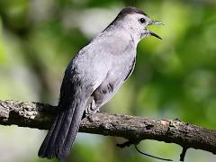 (Gray Catbird) calling