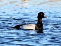 (Lesser Scaup) male