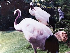 (Red-crowned Crane) pair