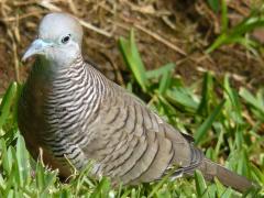 (Zebra Dove) standing