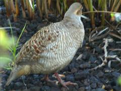 (Grey Francolin) lateral