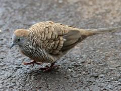 (Zebra Dove) walking