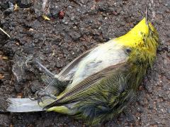 (Japanese White-eye) dead