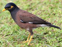 (Common Myna) standing