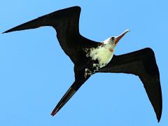 (Great Frigatebird) juvenile male hovering