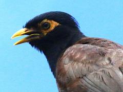 (Common Myna) calling