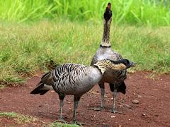 (Hawaiian Goose) pair calling