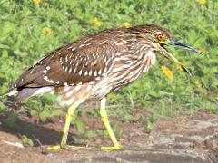 (Black-crowned Night-Heron) juvenile calling