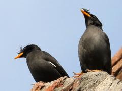 (Great Myna) standing