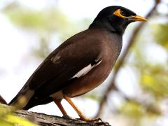 (Common Myna) standing