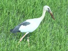 (Asian Openbill) walking