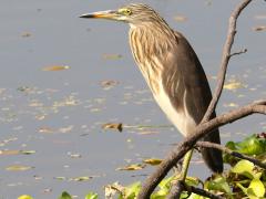 (Chinese Pond-Heron) winter