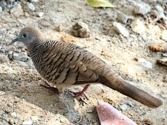 (Zebra Dove) walking