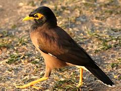 (Common Myna) walking