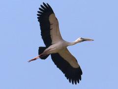 (Asian Openbill) circling