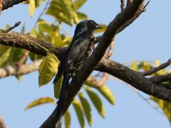 (Black Drongo) standing