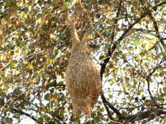 (Baya Weaver) nest