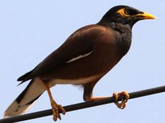 (Common Myna) walking