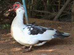 (Domestic Muscovy Duck) standing