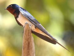 (Barn Swallow) perching