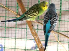 (Budgerigar) caged