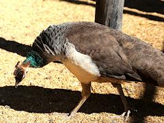 (Green Peafowl) female