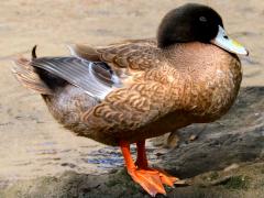 (Domestic Mallard) Khaki Campbell