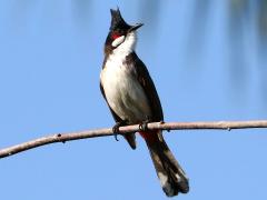 (Red-whiskered Bulbul) perching