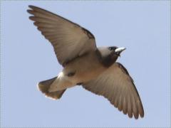 (Ashy Woodswallow) flight