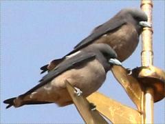 (Ashy Woodswallow) pair