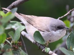 (Lesser Whitethroat) lateral