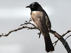 (White-spectacled Bulbul) dorsal